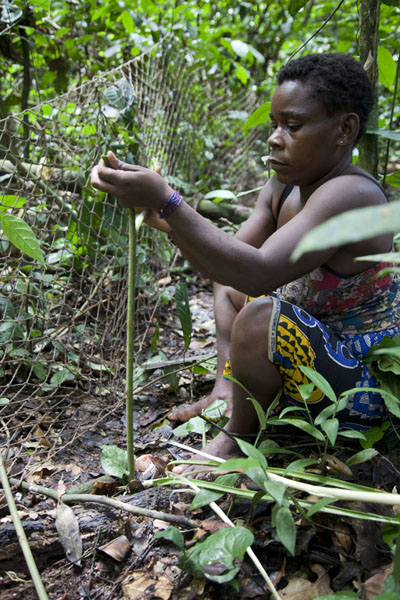 Picture of BaAka woman showing how to construct hunting nets from plantsBayanga - Central African Republic