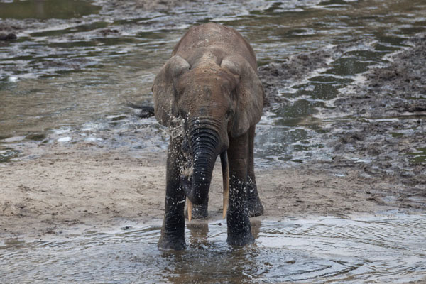 Picture of Elephant in the water of Dzanga BaiDzanga Bai - Central African Republic