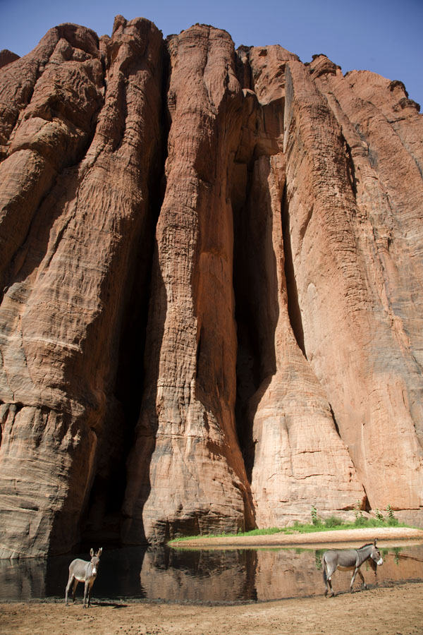 Foto van Donkeys under the enormous walls of the canyonGuelta d'Archeï - Tsjaad