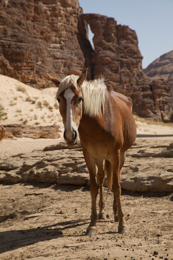 Picture of Horse with blonde manes near one of the wells at TokouTokou wells - Chad