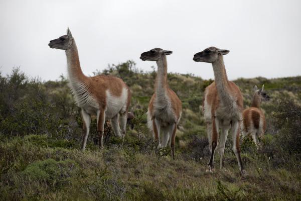Guanacos near the Salto Grande waterfall | Torres del Paine | Chile