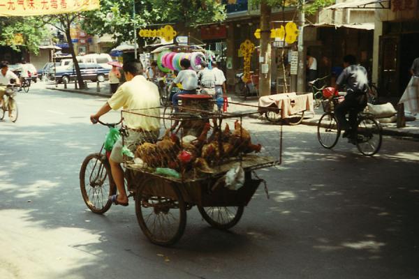 Picture of China bicycles (China): Cycling with chicken