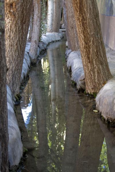 Picture of Karez (China): Trees reflected in water coming down the mountains in a karez