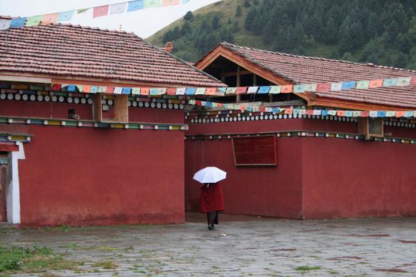 Picture of Tagong monastery (China): Monk with umbrella leaving Tagong monastery