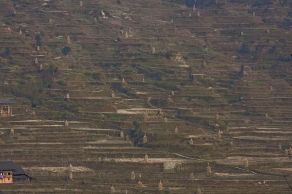 Picture of Xijiang (China): Rice terraces on a hill near Xijiang village
