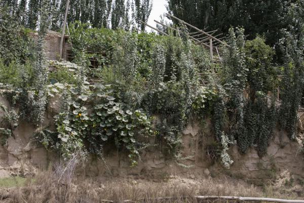 Picture of Yotkan ruins (China): House with vegetation in the Yotkan area
