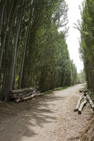 Picture of Yotkan ruins (China): One of the tree-lined roads in the vicinity of Yotkan