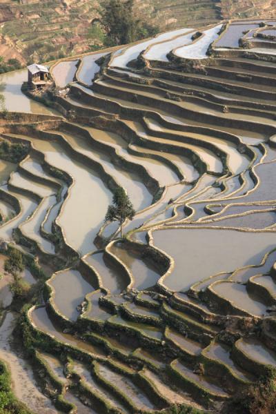 Picture of Yuanyang rice terraces (China): Clear lines of the rice terraces and a house in the Yuanyang region