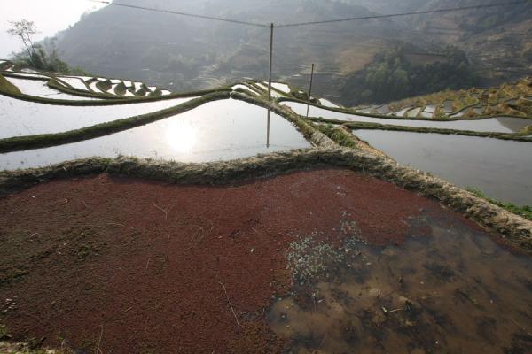 Picture of Yuanyang rice terraces (China): Rice terraces of Yuanyang