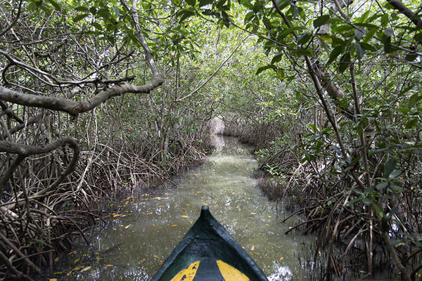 Small boat making its way through the mangrove forest of La Boquilla | Boquilla mangrove bos | Colombia