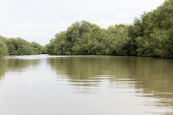 The still waters in the mangrove forest of La Boquilla | Bosque de mangle de Boquilla | Colombia