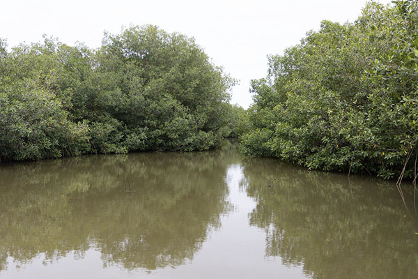 Water surrounded by mangrove forest near La Boquilla | Boquilla mangrove bos | Colombia