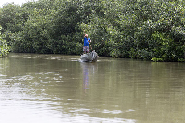 Foto de Man on his small boat on the shallow waters of La Boquilla mangrove forestLa Boquilla - Colombia