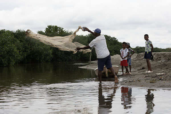 Fisherman throwing out his net in the shallow waters of the mangrove forest | Boquilla mangrove bos | Colombia