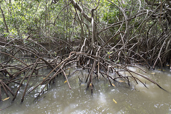 Close-up of the mangrove forest of Boquilla | Bosque de mangle de Boquilla | Colombia