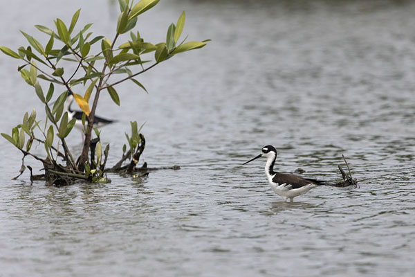 Picture of Bird looking for prey in the shallow waters near Boquilla - Colombia - Americas