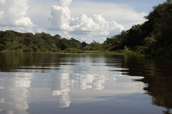 Foto di Side river of the Amazon near Puerto NariñoColombian Amazonas - Colombia