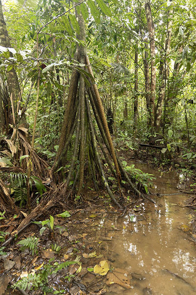 Foto di Tree with air roots in the Amazon jungleColombian Amazonas - Colombia