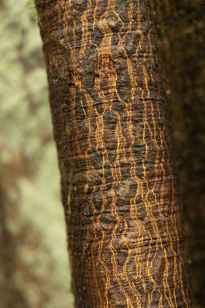 Close-up of the bark of a tree in the jungle | Colombian Amazonas | Colombia