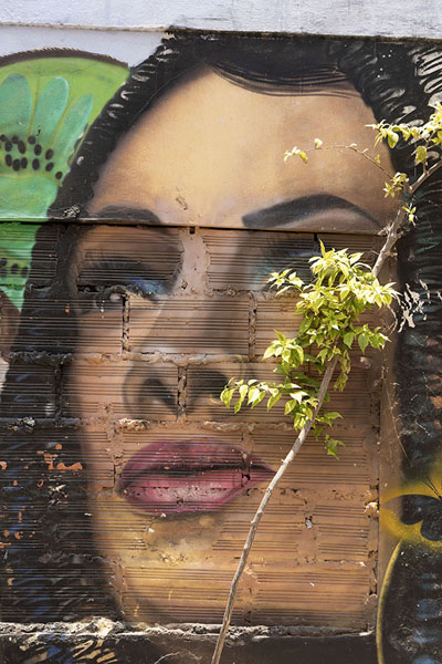 Picture of Tree growing over the painting of a face of a woman on a wall in Getsemaní - Colombia - Americas