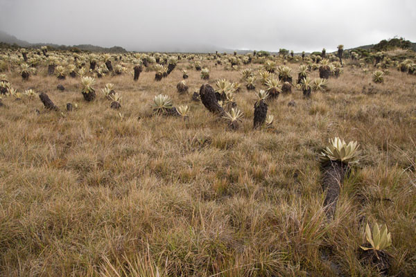 Typical páramo landscape found at the foot of the Puracé volcano | Puracé landscape | Colombia