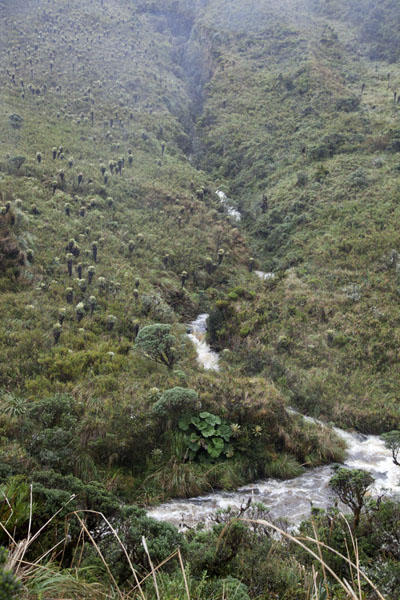 Stream joining a bigger river in the Puracé landscape | Puracé landscape | Colombia