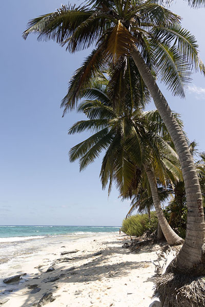 Photo de Palm trees on a white-sand beach at Johnny CaySan Andrés - Colombie