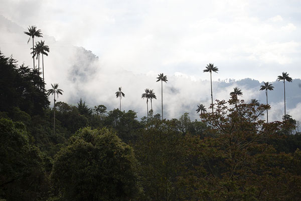 Wax palm trees towering above other trees at the end of the afternoon in Cocora valley | Cocora vallei | Colombia