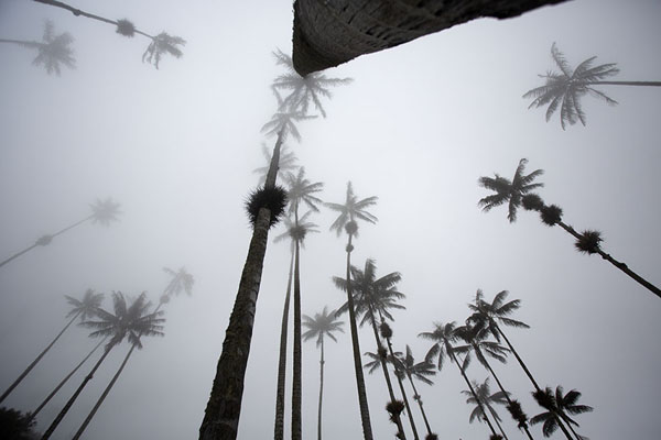 Looking up quindío wax palm trees reaching the clouds | Cocora vallei | Colombia