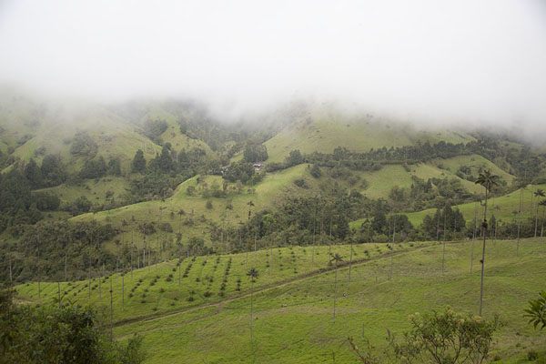 Picture of Thick clouds covering the green landscape of the end of Cocora valley