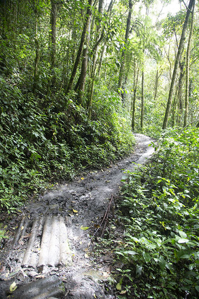 Picture of Cocora valley (Colombia): Trail through the forest to Acaime reserve
