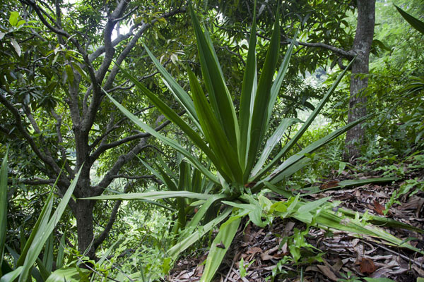 Picture of One of the many plants of this type on the flanks of the mountainsHombo - Comoros