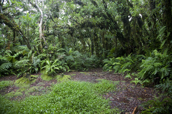 Picture of Mount Ntringui hike (Comoros): A small open space marks the summit of Mount Ntringui