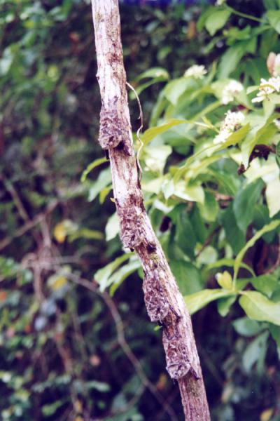 Foto di Small bats clinging to a treeCaño Negro - Costa Rica