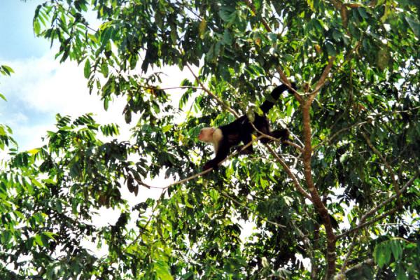 Picture of White faced monkey getting ready for a jumpCaño Negro - Costa Rica