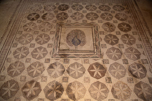 Peacock mosaic in the House of Dionysos | Parc archéologique de Paphos | Chypre