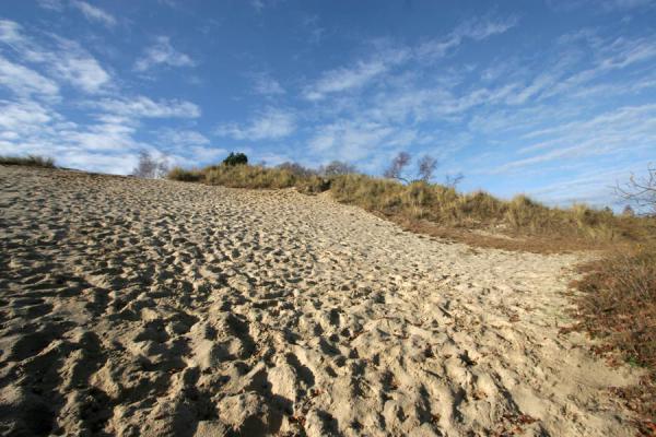 Foto van Sand dune near Vejle FjordVejle - Denemarken