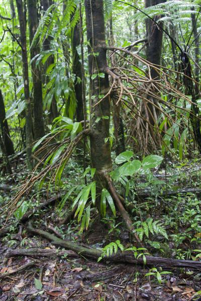 Foto van Walking tree in the rainforest around the trail to the Valley of DesolationBoiling Lake - Dominica
