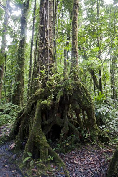 Moss-covered tree in the rainforest surrounding Emerald Pool | Emerald Pool | Dominica