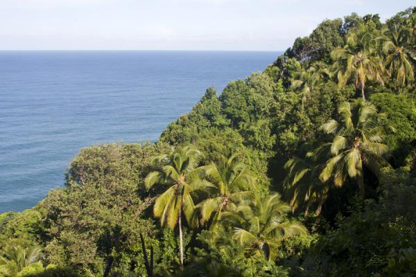 Picture of Trees covering the hills on the edge of the cliffs above Ravine Cyrique waterfallMorne Jaune - Dominica
