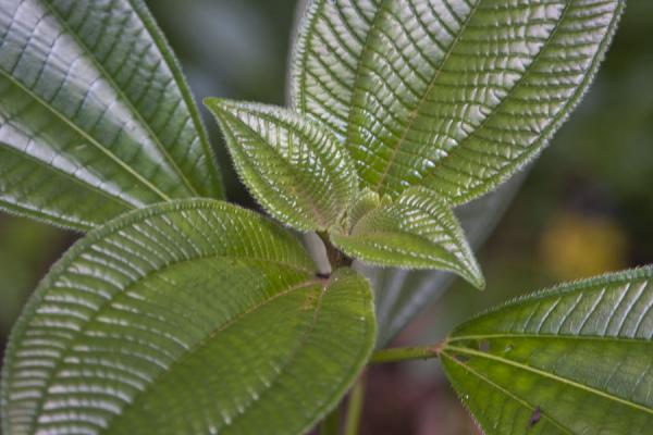 Picture of Plant with beautiful leaves on the way to Ravine Cyrique waterfall