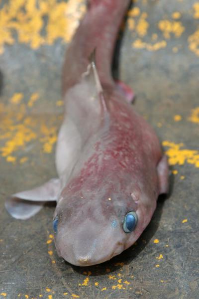 Picture of Las Terrenas (Dominican Republic): Baby shark with blue eyes caught by Las Terrenas fisherman