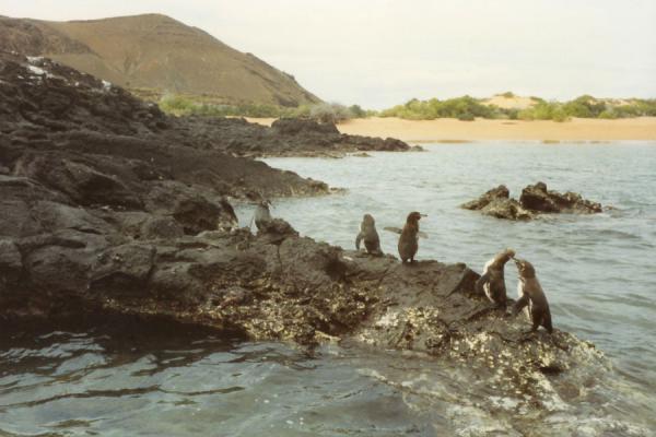 Some of the rare penguins, the only ones to live so far north | Galápagos | Ecuador