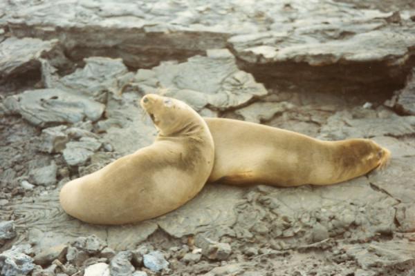 Foto van Two sea lions on the rocksGalapagos - Ecuador