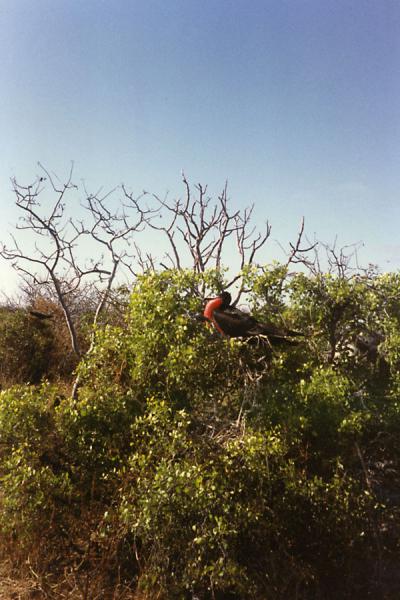 Photo de Male bird making himself seenIles Galápagos - l'Equateur