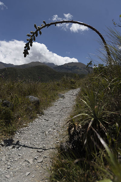 Foto van Trail around Laguna Cuicocha with plant growing over itLaguna Cuicocha - Ecuador
