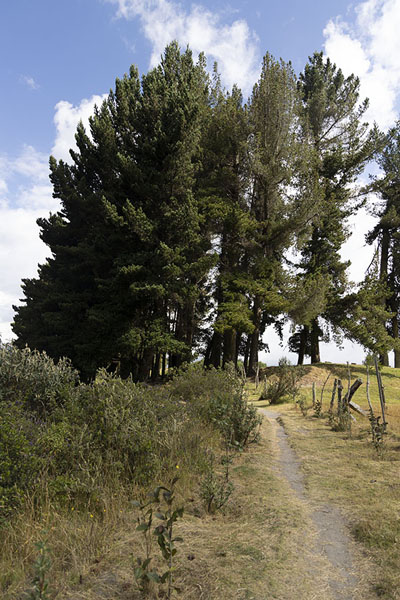 Photo de Trees at the western side of Laguna Cuicocha - l'Equateur - Amérique