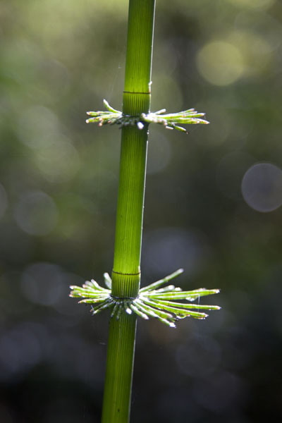 Picture of Mindo Cloudforest (Ecuador): Early morning light filtering through the tiny stem of a plant in the cloudforest