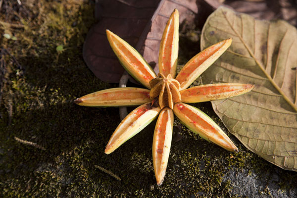 Foto van A typical jungle fruit opened like a flower on the floor of the cloud forestMindo - Ecuador