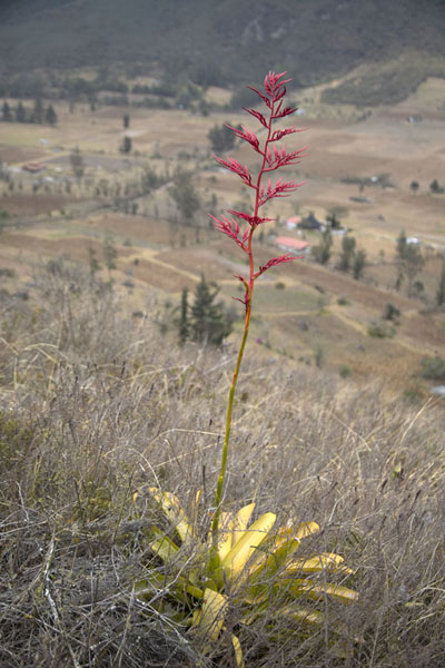Photo de Red plant growing on the slopes of Cerro PondoñaPululahua - l'Equateur